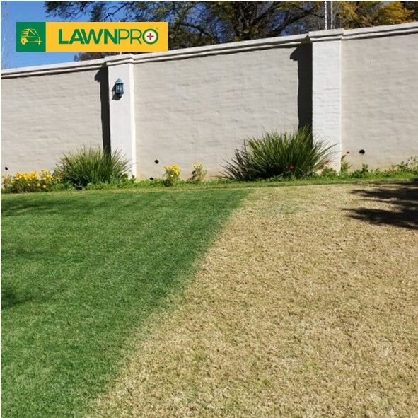 5L Lawnpro Concentrated Lawn Paint - Image 2