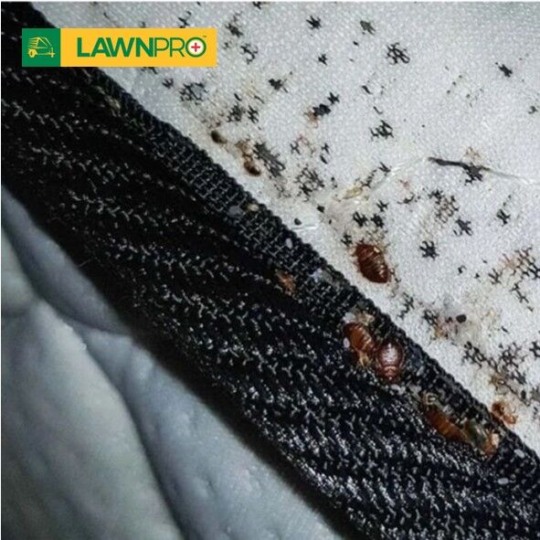 Indoor Insecticide Fogger - Image 4