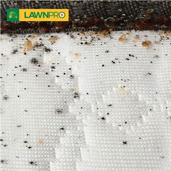 Indoor Insecticide Fogger - Image 5