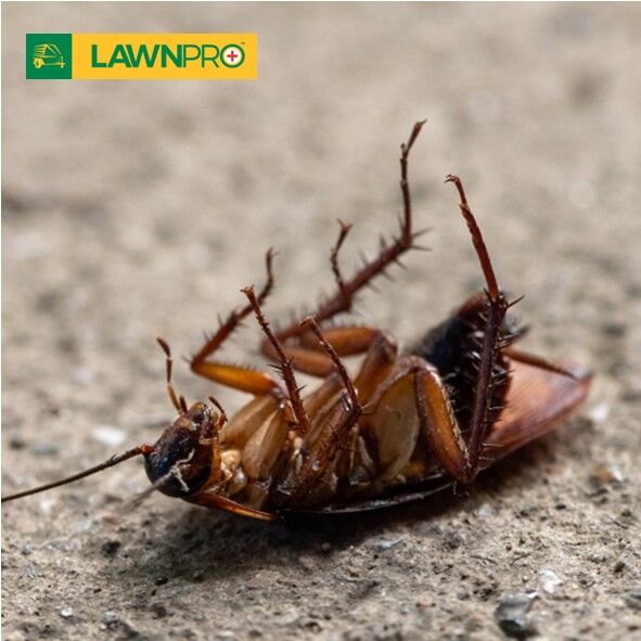 Indoor Insecticide Fogger - Image 6