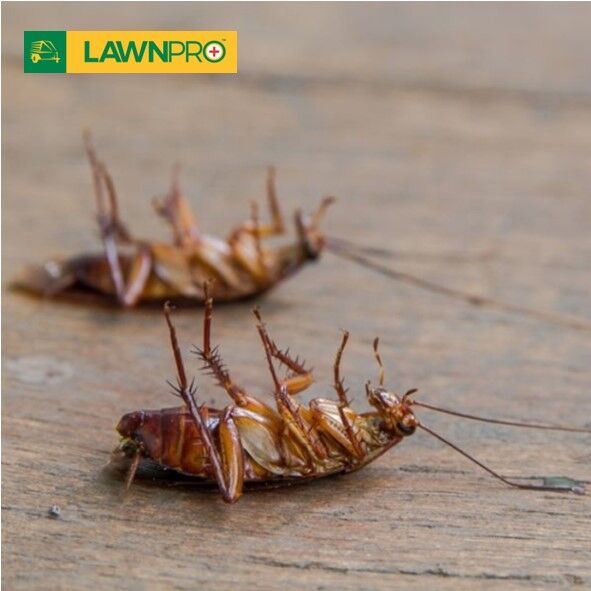 Indoor Insecticide Fogger - Image 7