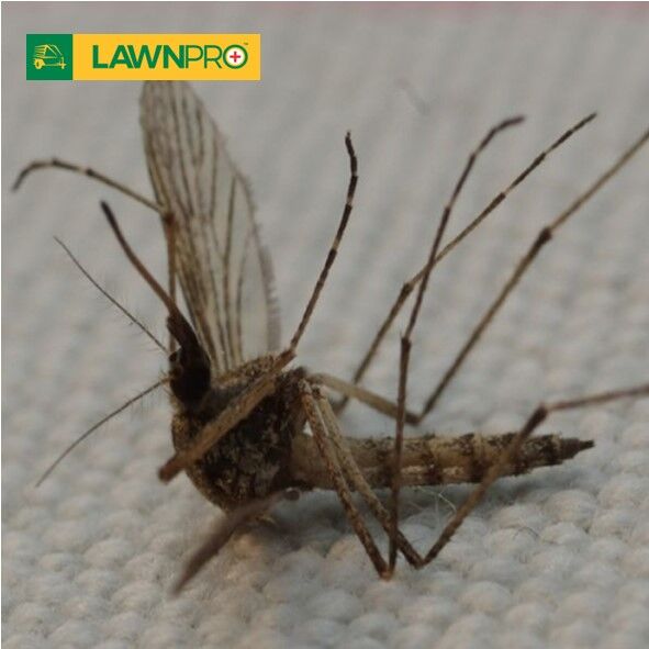 Indoor Insecticide Fogger - Image 3